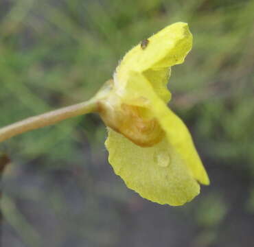 Utricularia reflexa Oliv.的圖片