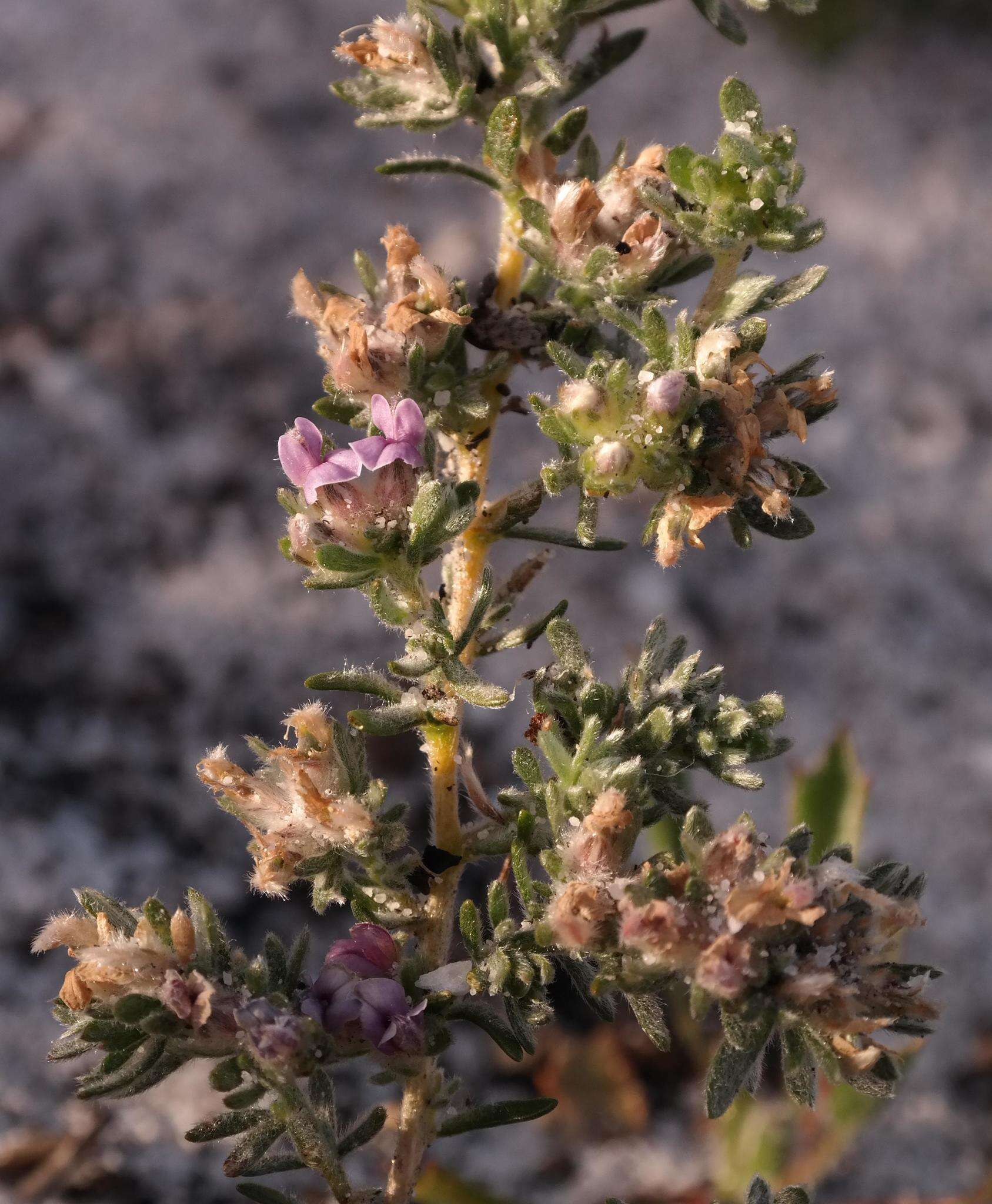 Image of Aspalathus argyrella MacOwan