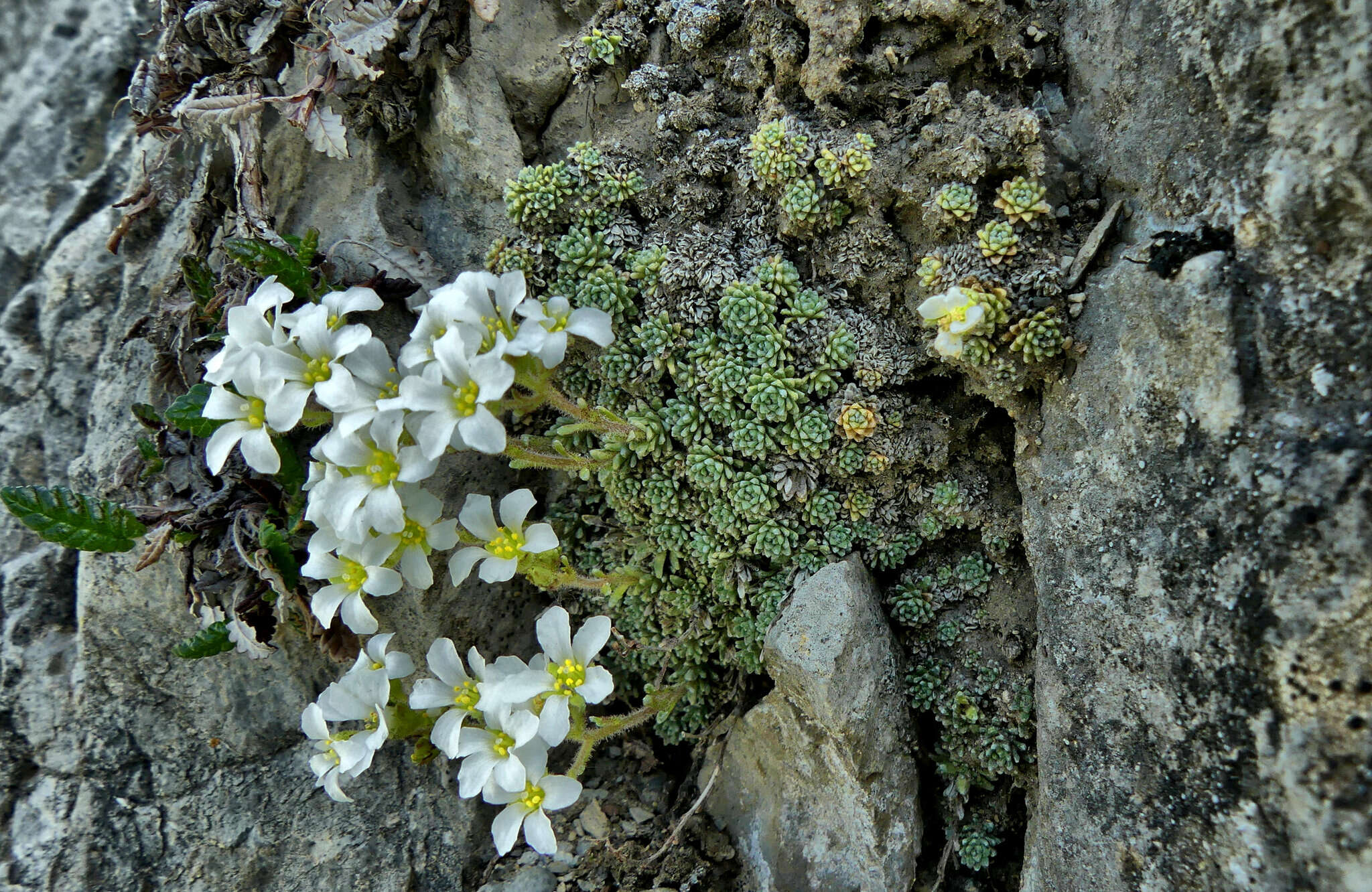 Image of Saxifraga diapensioides Bellardi