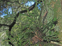 Image of Polypodium ensiforme Thunb.