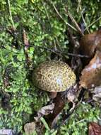 Image de Amoenoboletus mcrobbii (McNabb) G. Wu, E. Horak & Zhu L. Yang