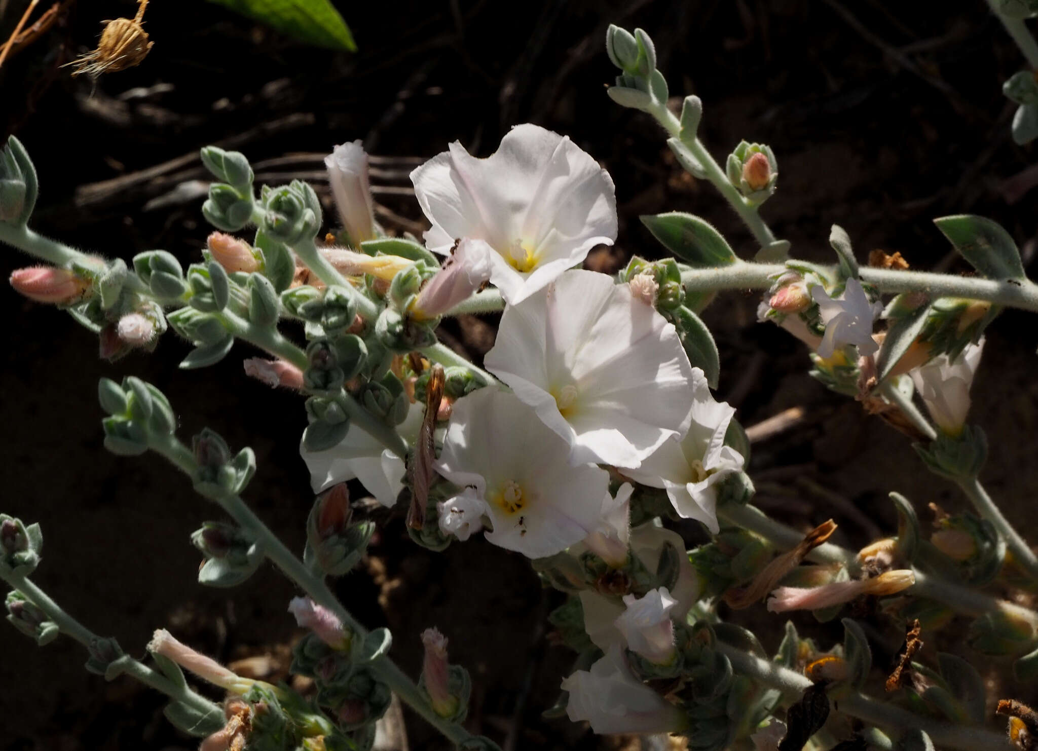 Слика од Convolvulus lanatus Vahl