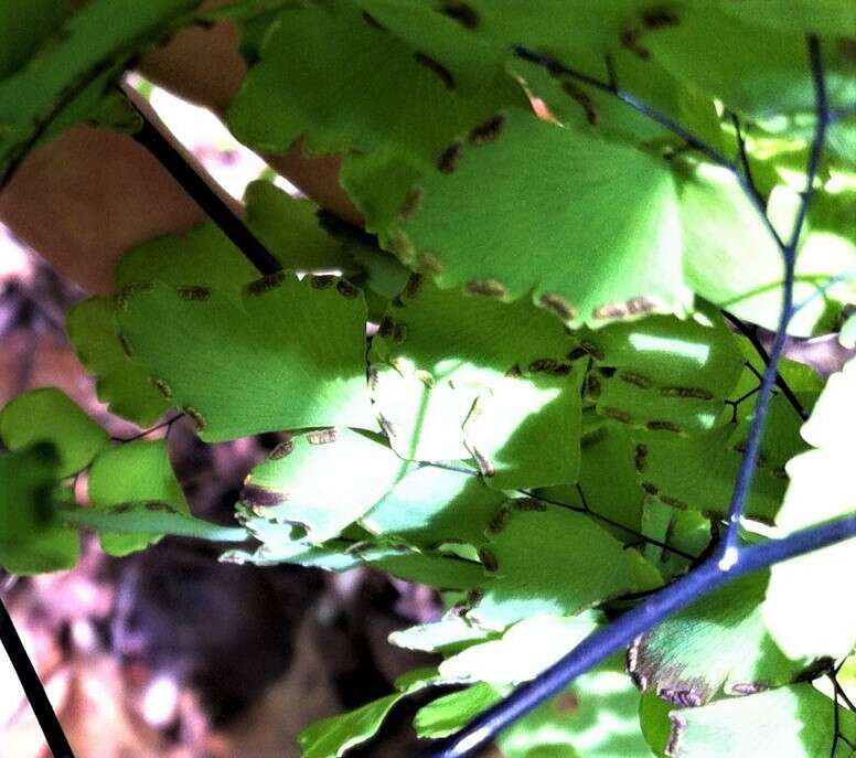 Image of fan maidenhair