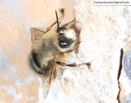 Image of Anthophora melanognatha Cockerell 1911