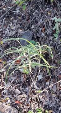 Слика од Tradescantia nuevoleonensis Matuda