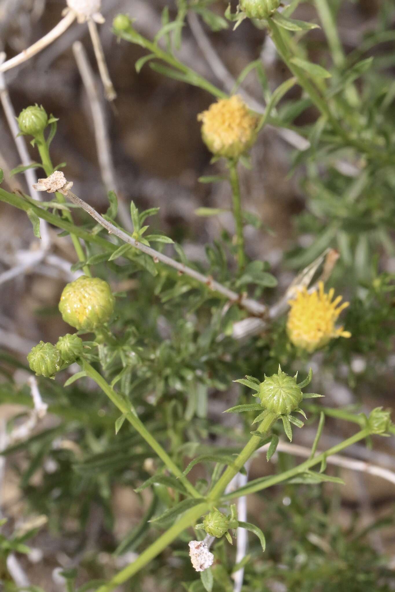 Image of yellow aster