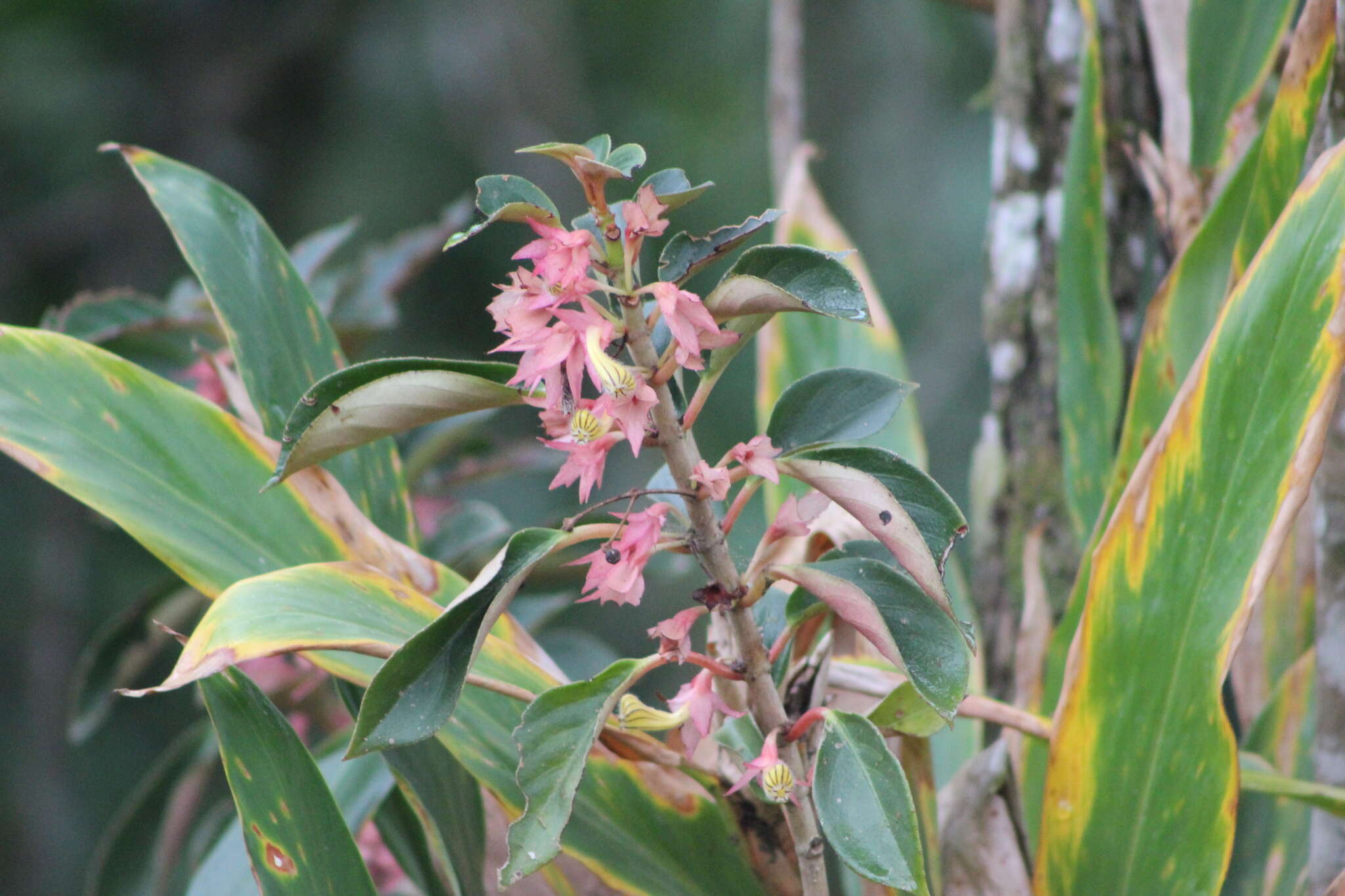 Image of Nematanthus tessmannii (Hoehne) Chautems