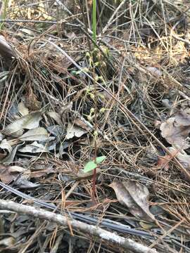 Image of Southern Twayblade