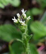 Sivun Arabis sagittata (Bertol.) DC. kuva