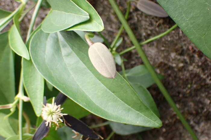 Image of Clematis tashiroi Maxim.