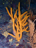 Image of common antler sponge