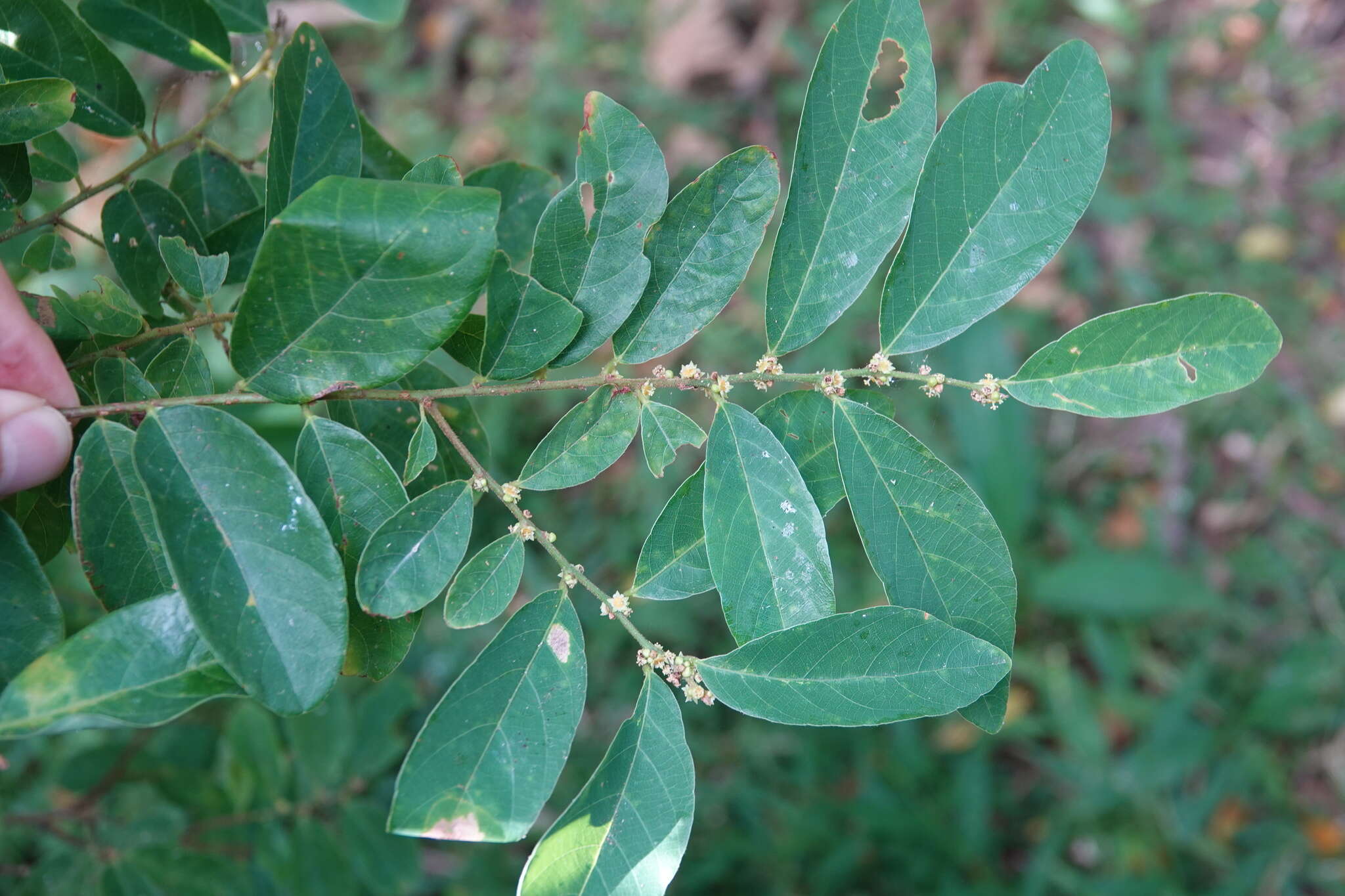 Image of Bridelia tomentosa Blume