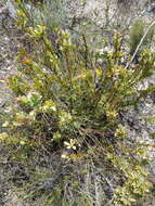 Image of Leucadendron coriaceum Philipps & Hutchinson