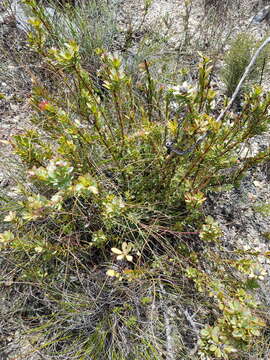 Plancia ëd Leucadendron coriaceum Philipps & Hutchinson