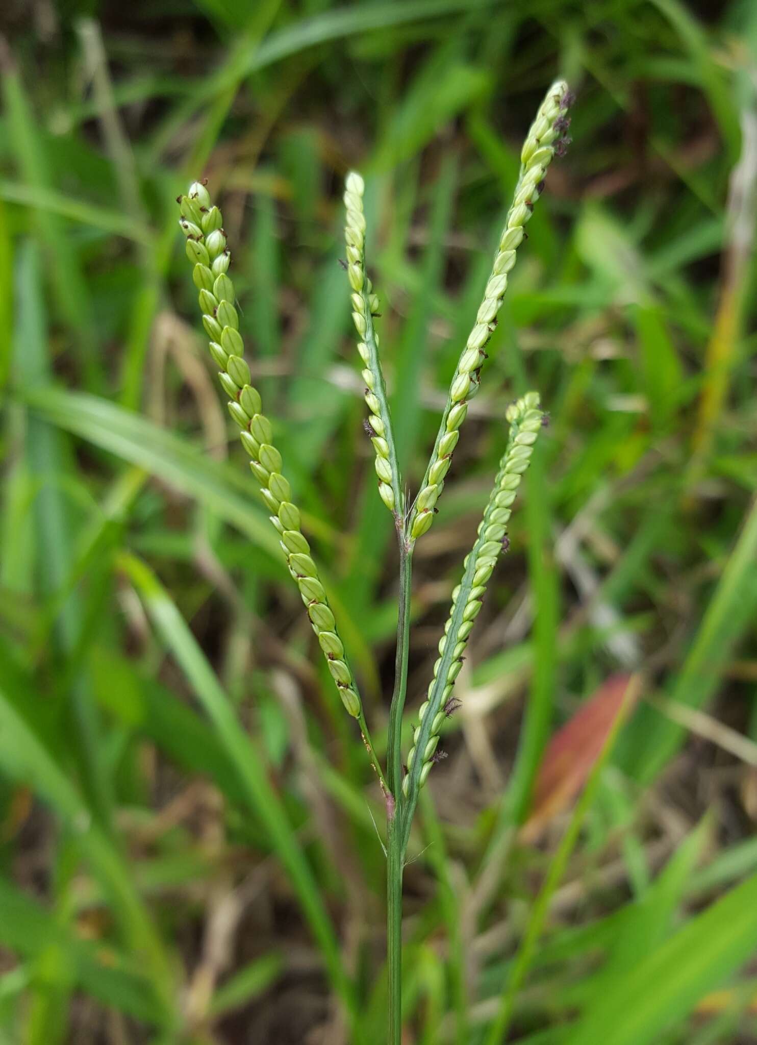 Paspalum mandiocanum Trin.的圖片