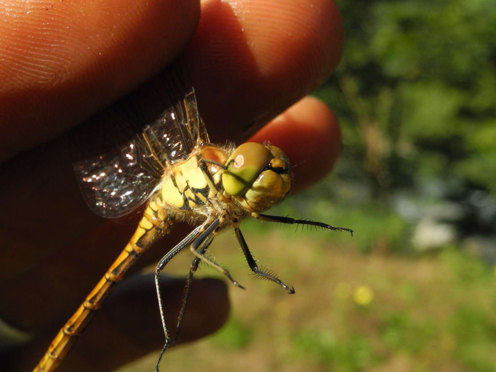 Image of Common Darter