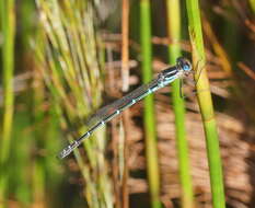 Imagem de Austrolestes psyche (Hagen ex Selys 1862)