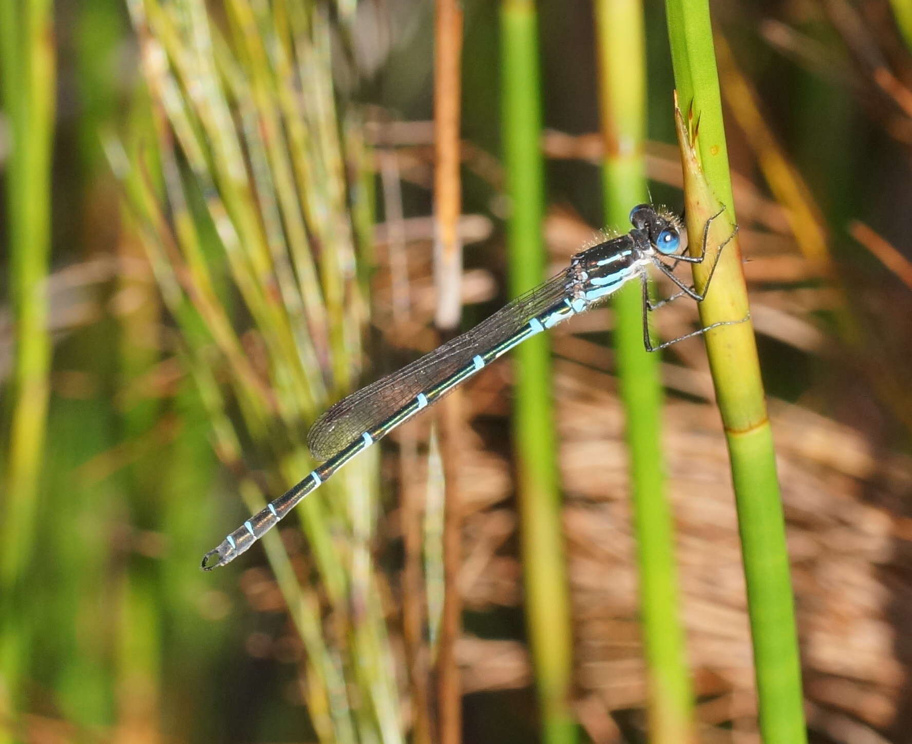 Image of Austrolestes psyche (Hagen ex Selys 1862)