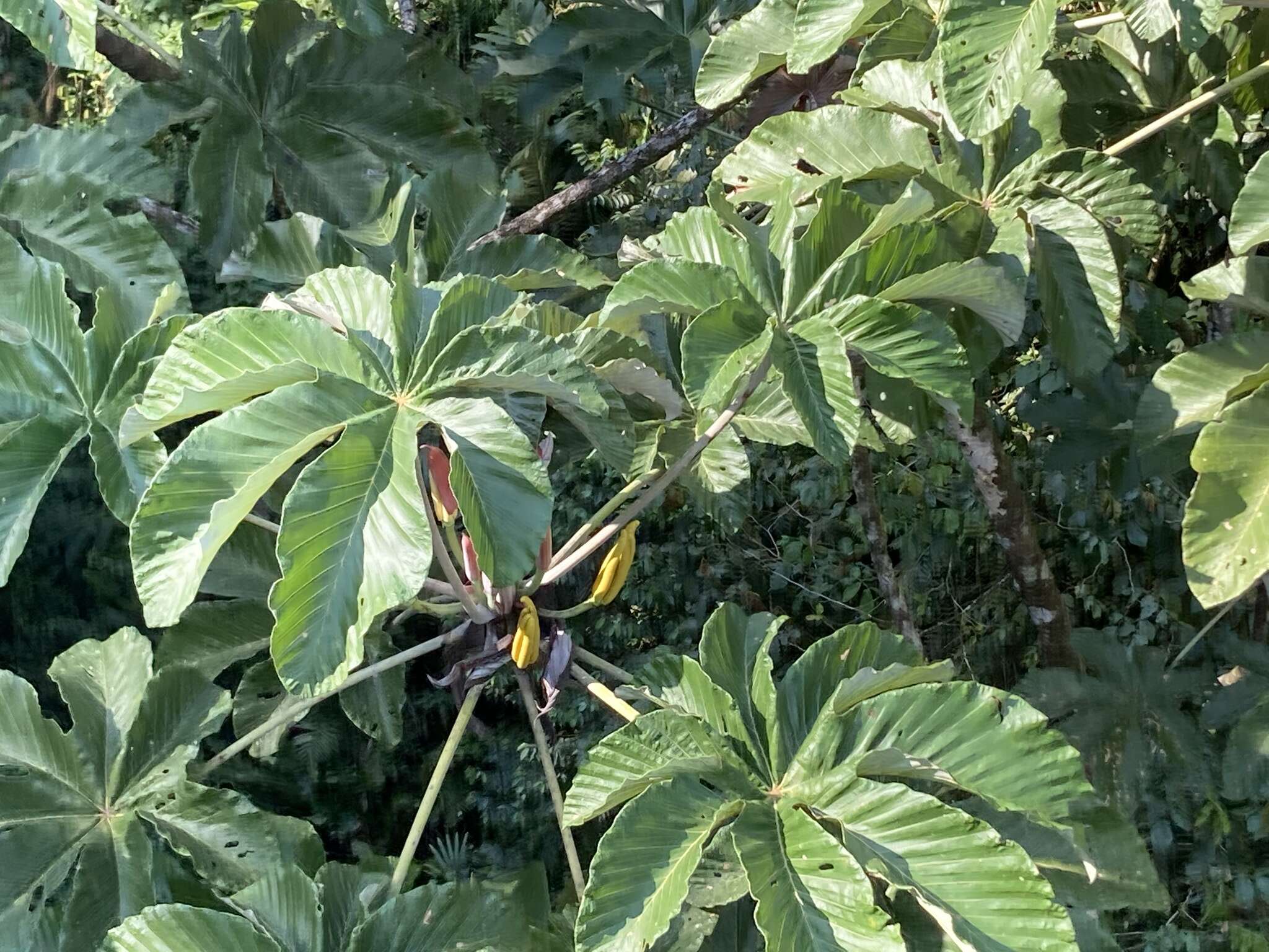 صورة Cecropia insignis Liebm.