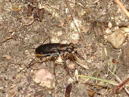 Plancia ëd Cicindela (Cicindelidia) punctulata punctulata A. G. Olivier 1790