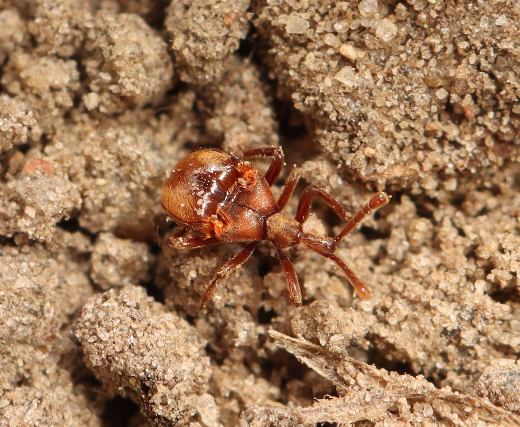 Image of Claviger (Clavifer) longicornis Müller & P. W. J. 1818