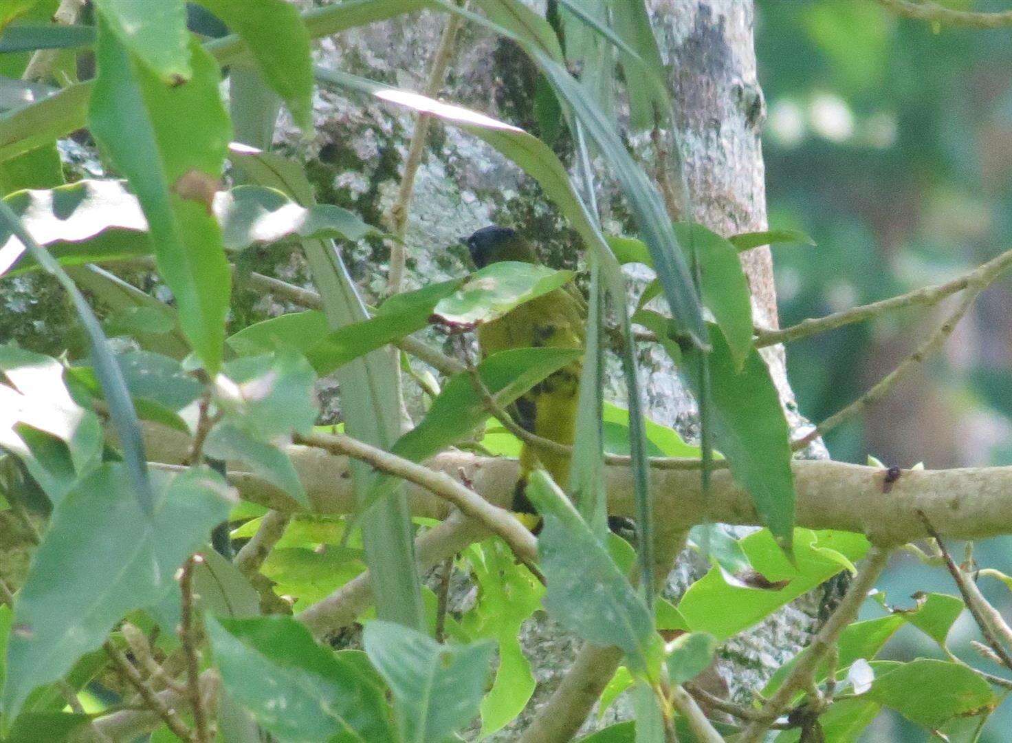 Image of Black-headed Bulbul