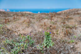 Plancia ëd Echium rosulatum subsp. davaei (Rouy) Coutinho