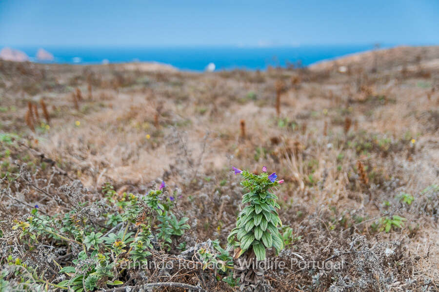 Plancia ëd Echium rosulatum subsp. davaei (Rouy) Coutinho