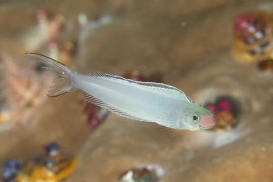 Image of Bicolor fangblenny