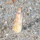 Image of Sharpsnout snake eel