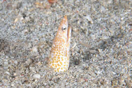 Image of Sharpsnout snake eel