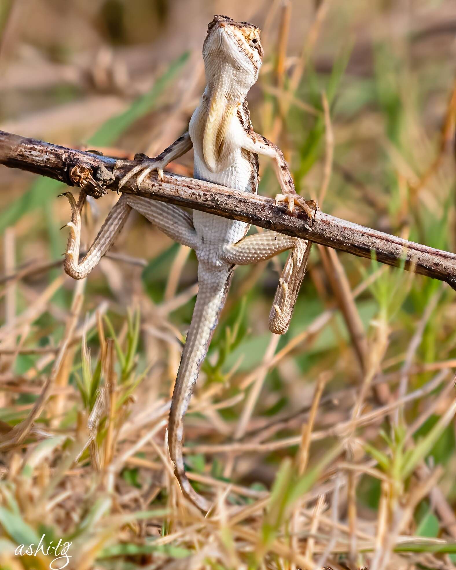 Image of Sitana spinaecephalus Deepak, Vyas & Giri 2016