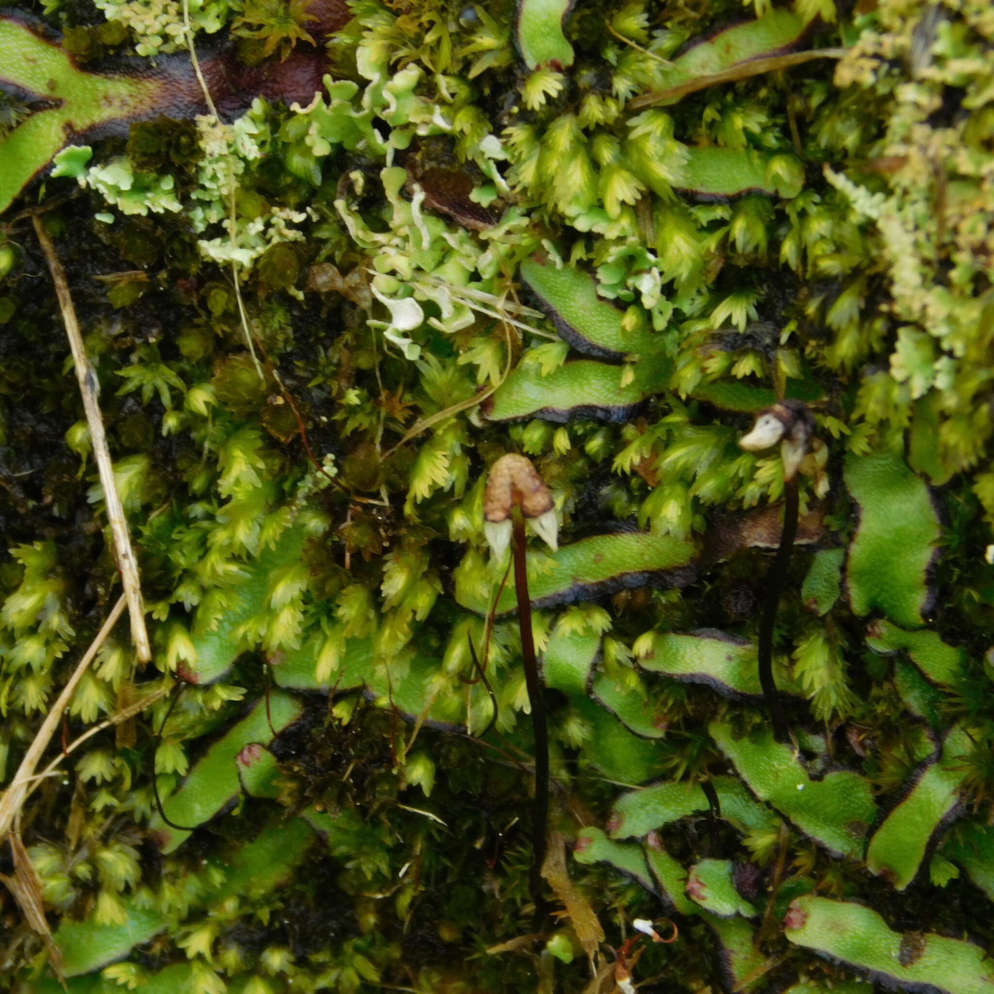 Image of Asterella australis (Hook. fil. & Taylor) Verd.