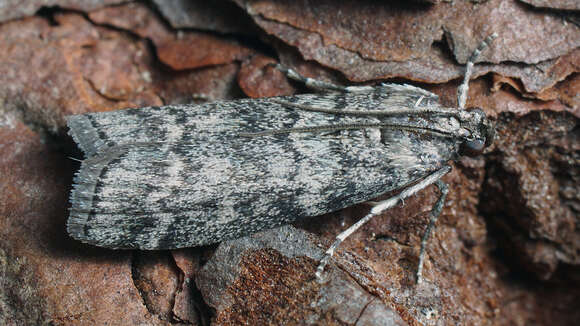 Image of Dioryctria mutatella Fuchs 1903