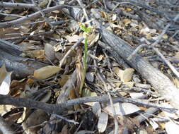 Image of Royal rein orchid