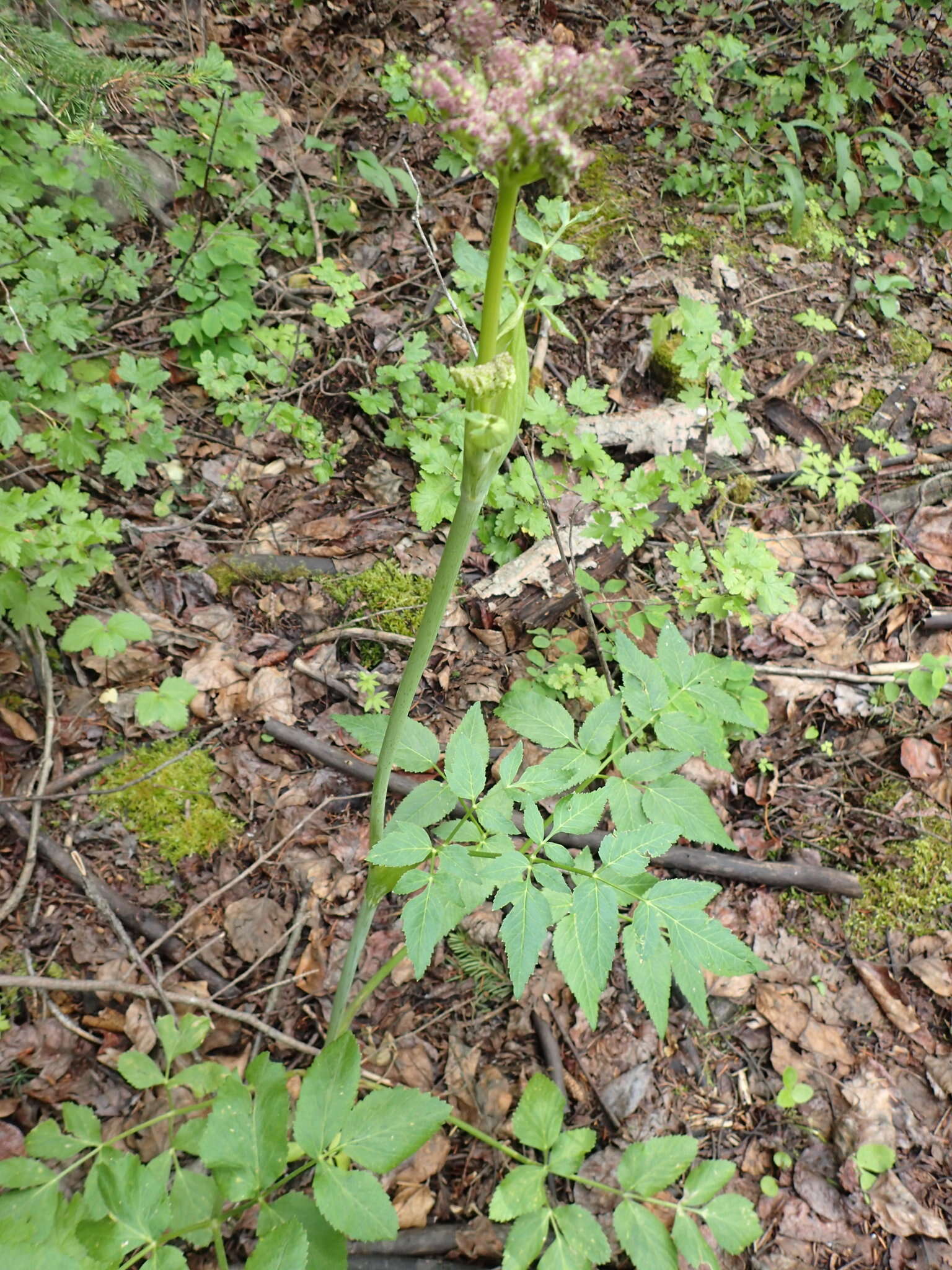 Image of Lyall's angelica