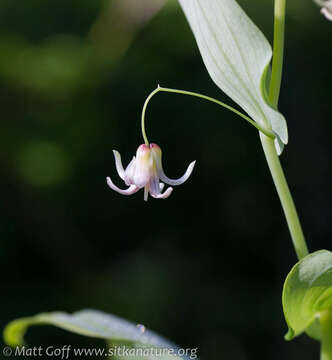 Imagem de Streptopus amplexifolius (L.) DC.