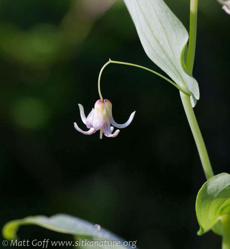 Streptopus amplexifolius (L.) DC.的圖片