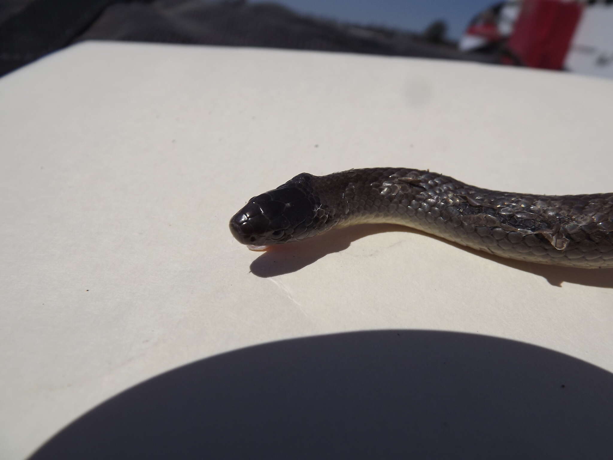 Image of Grey Snake