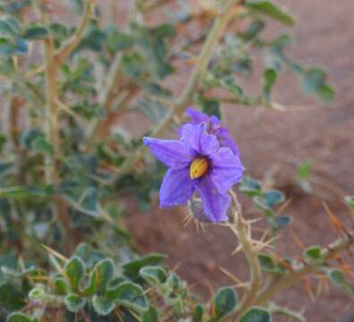 Image of Solanum diversiflorum F. Müll.