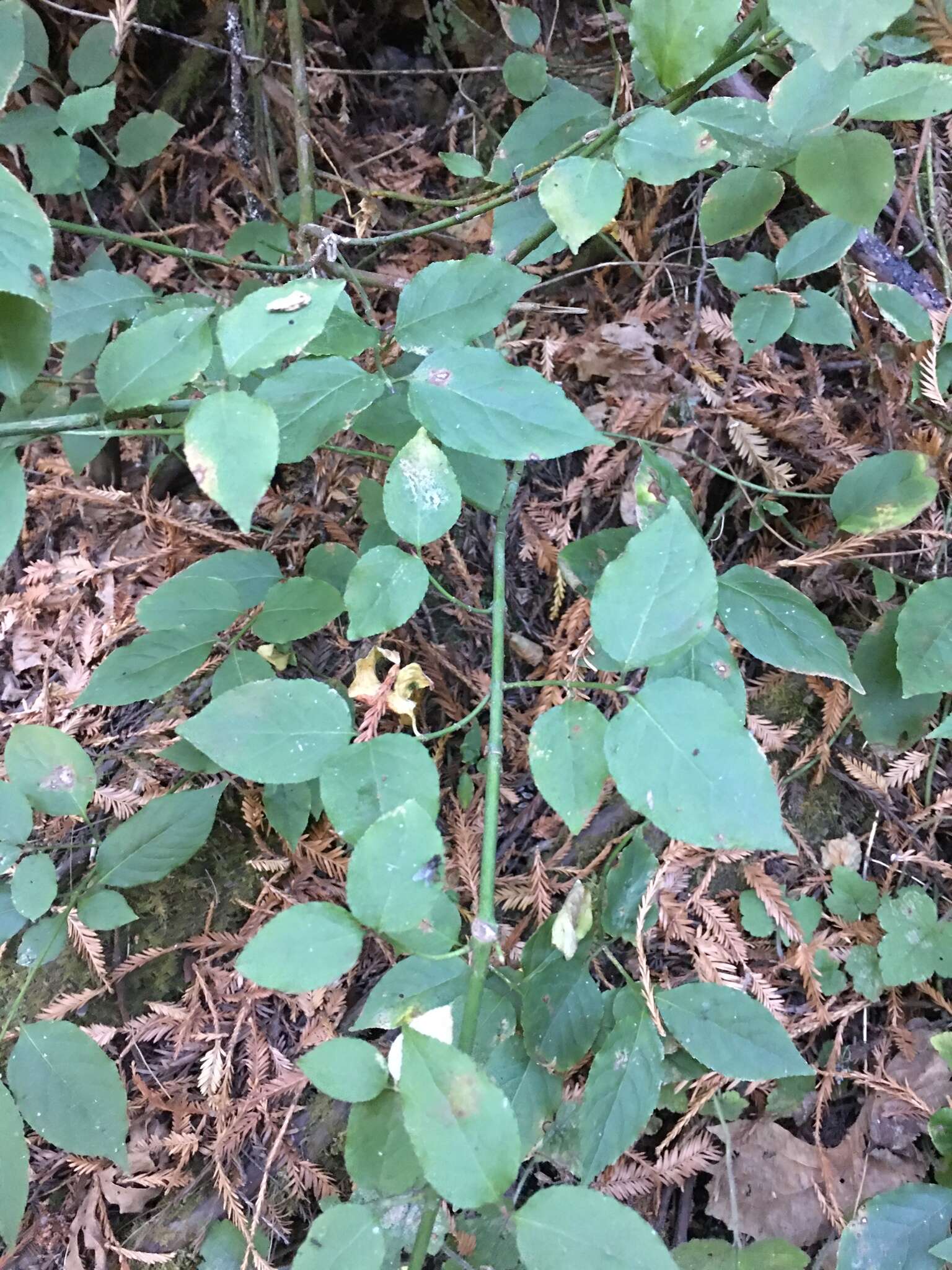 Image of western burning bush