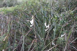 Image of Sinningia tubiflora (Hook.) Fritsch