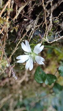 صورة Nubelaria arisanensis