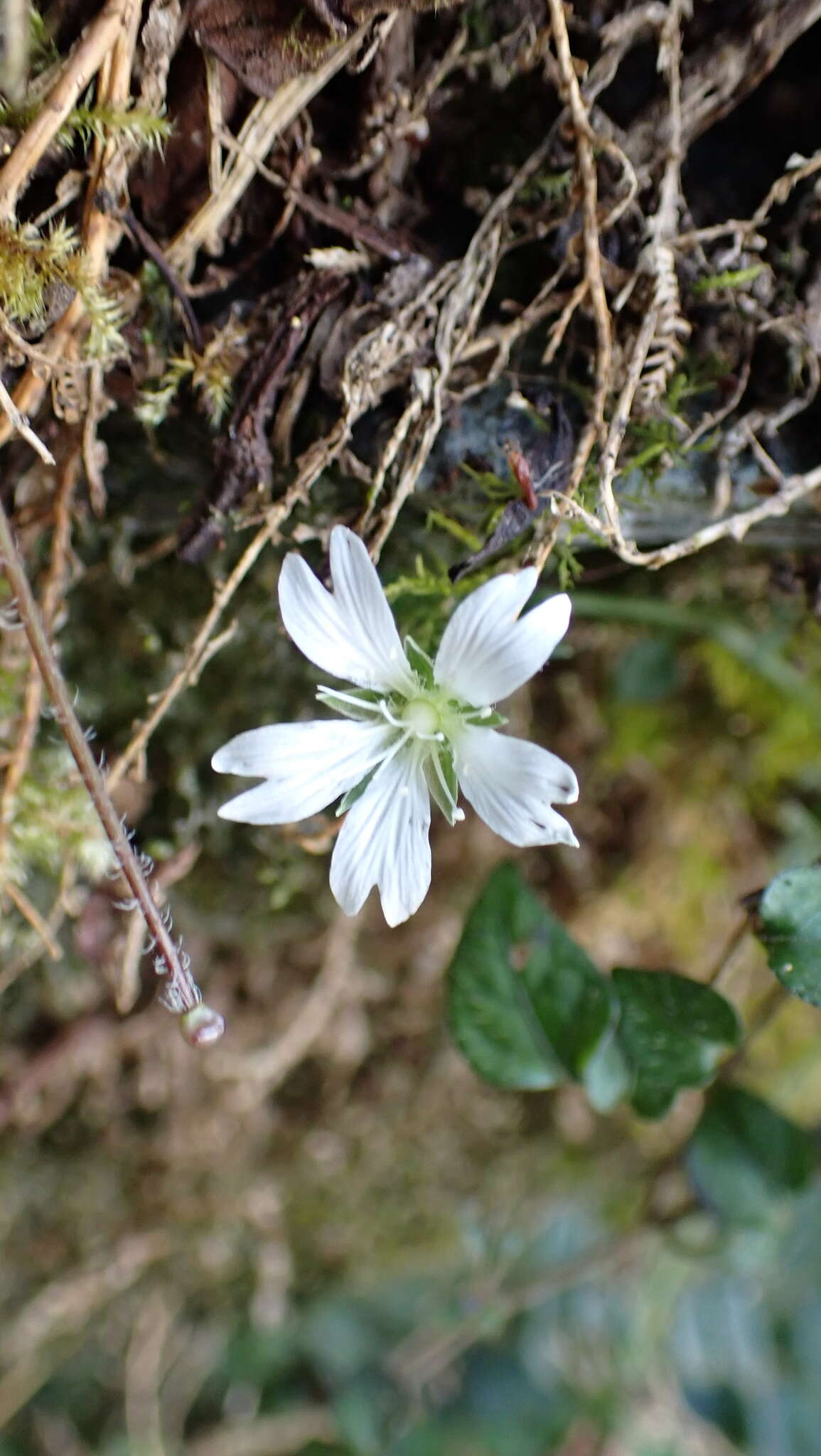 Image of Nubelaria arisanensis