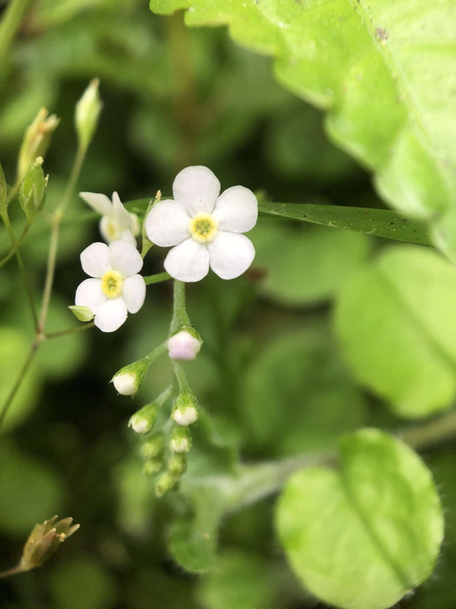 Слика од Trigonotis formosana var. elevatovenosa (Hayata) S. D. Shen & J. C. Wang