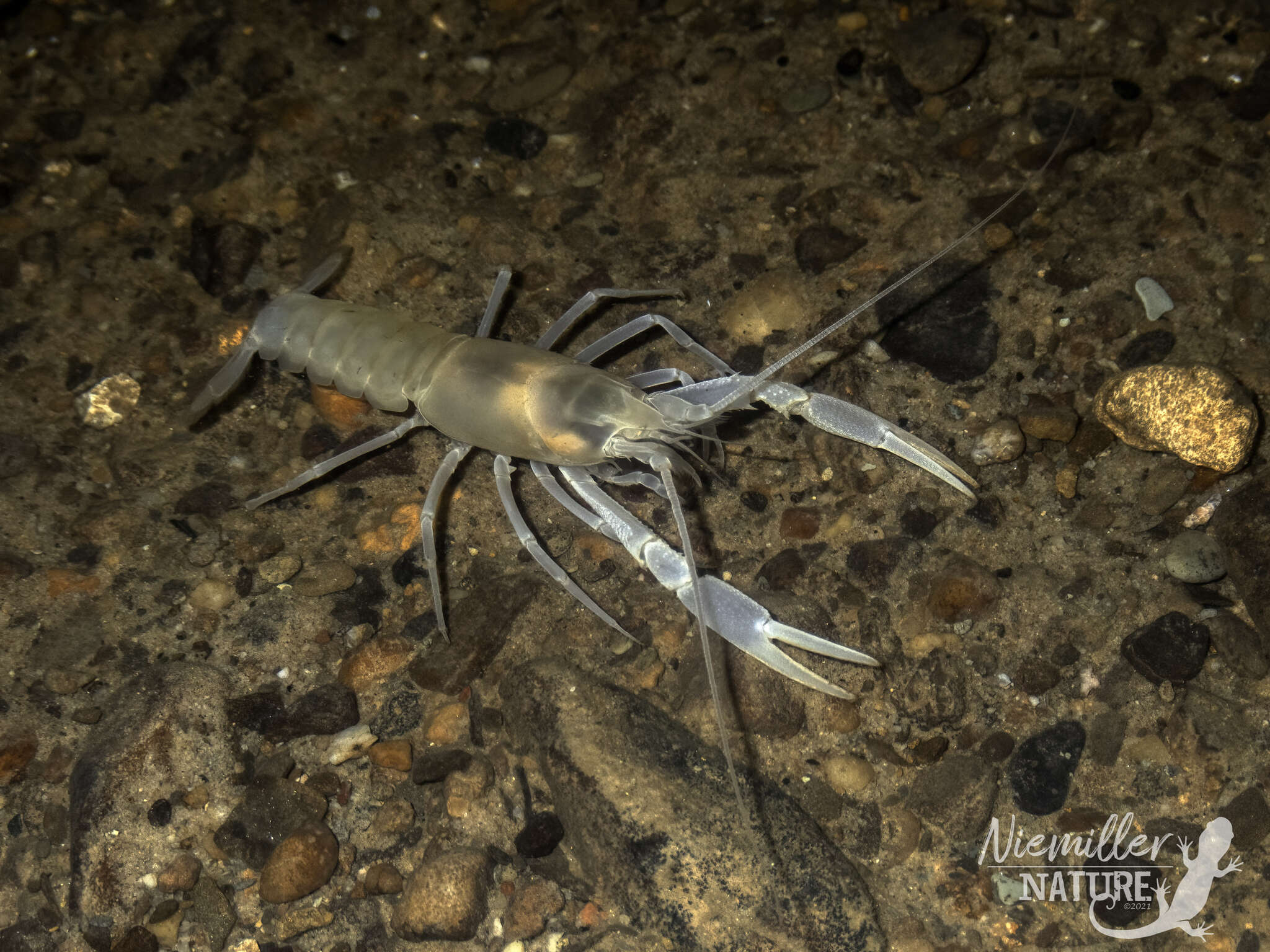 Image of Southern Cave Crayfish