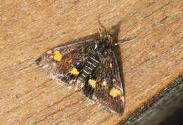 Image of Mint moth