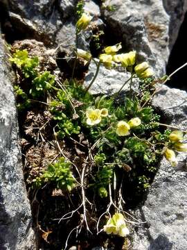 Image of Draba ladina Braun-Blanq.