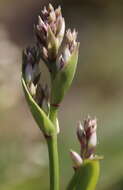 Image of Arthropodium bifurcatum Heenan, A. D. Mitch. & de Lange