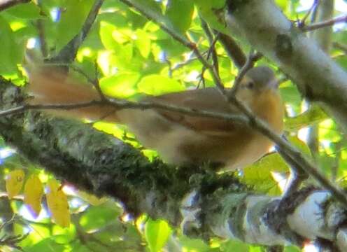 Image of Ochre-breasted Foliage-gleaner